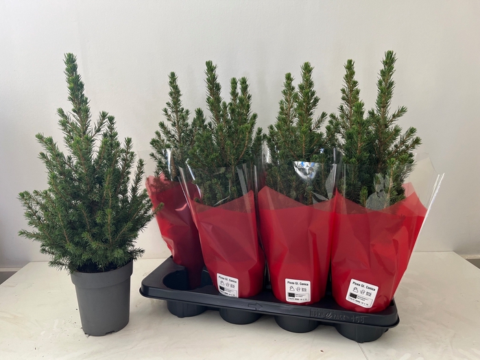 <h4>PICEA GL CONICA</h4>