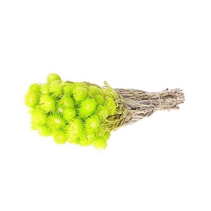 Dried Kaaps Light Green Bunch