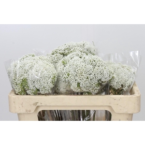 Ozothamnus Booming White