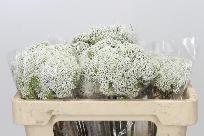 <h4>Ozothamnus Booming White</h4>