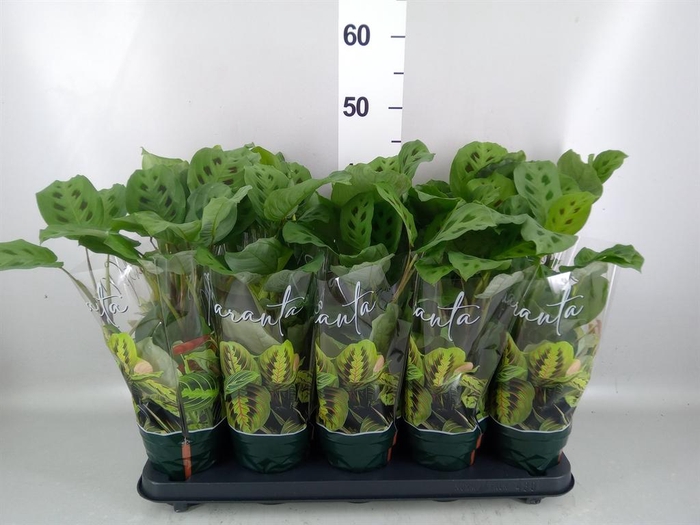 <h4>Maranta leuc. 'Kerchoveana'</h4>