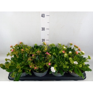 Lewisia cot. 'Rocky Colors'   ..mix