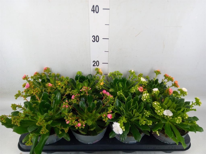 <h4>Lewisia cot. 'Rocky Colors'   ..mix</h4>