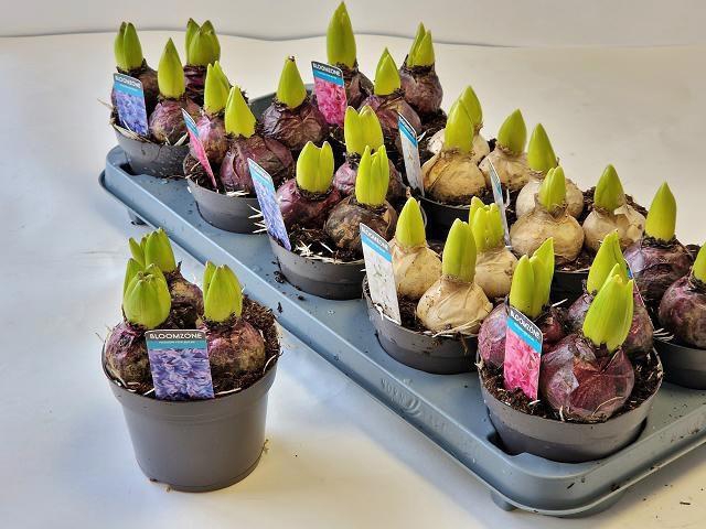 <h4>HYACIN GEM 3 KL</h4>