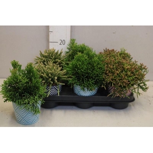 RHIPSALIS GEM