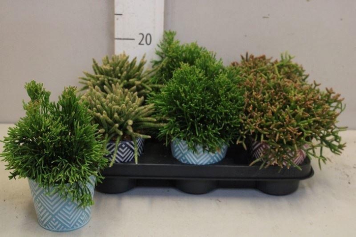 <h4>RHIPSALIS GEM</h4>