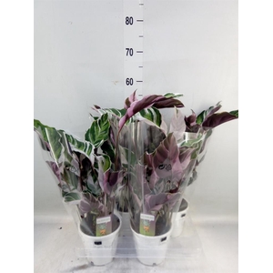 Calathea  'Fusion White'