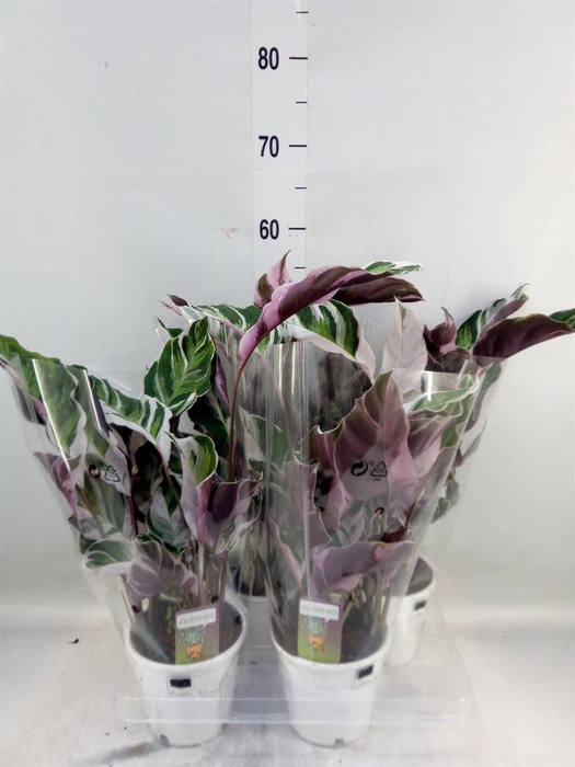 <h4>Calathea  'Fusion White'</h4>