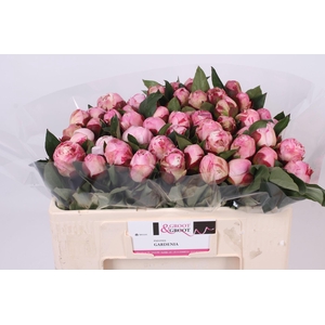 Paeonia Gardenia | Heavy Quality