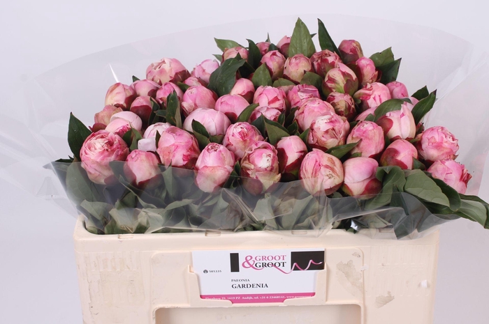 <h4>Paeonia Gardenia | Heavy Quality</h4>
