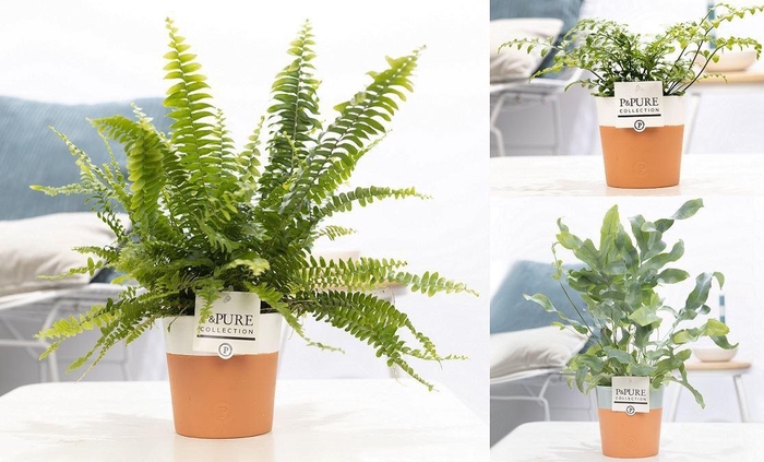 <h4>Ferns   ...mix</h4>