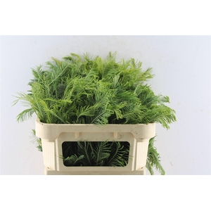 Mimosa Silver Queen