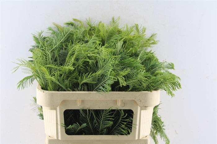 <h4>Mimosa Silver Queen</h4>