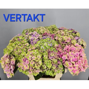 HYDRANGEA  'MAGICAL ANKONG'