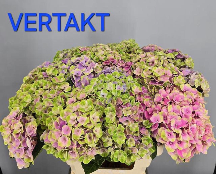<h4>HYDRANGEA  'MAGICAL ANKONG'</h4>