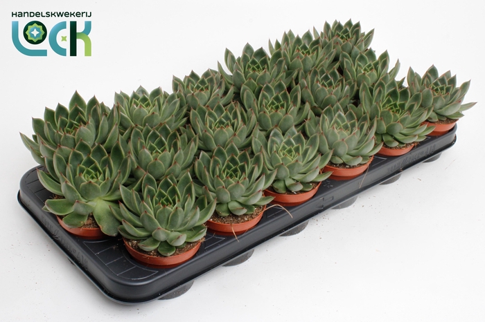 <h4>Echeveria Agavoides</h4>