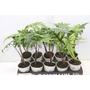 ALOCASIA JACKLYN P12