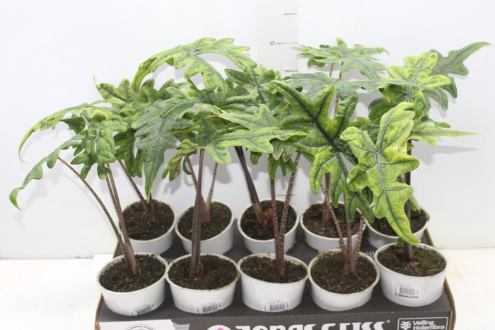 <h4>ALOCASIA JACKLYN P12</h4>