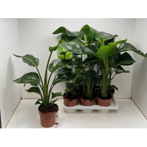 Strelitzia Nicolai 17Ø 60cm
