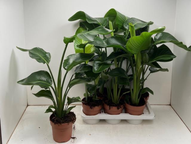 Strelitzia Nicolai 17Ø 60cm