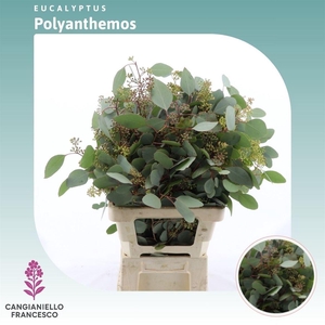 Eucalyptus Per Bos Polyanthemos (fruit)