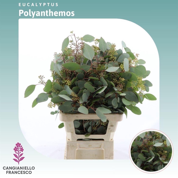 Eucalyptus Per Bos Polyanthemos (fruit)