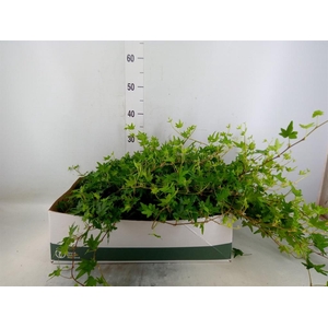 Hedera helix 'Sjoelle'