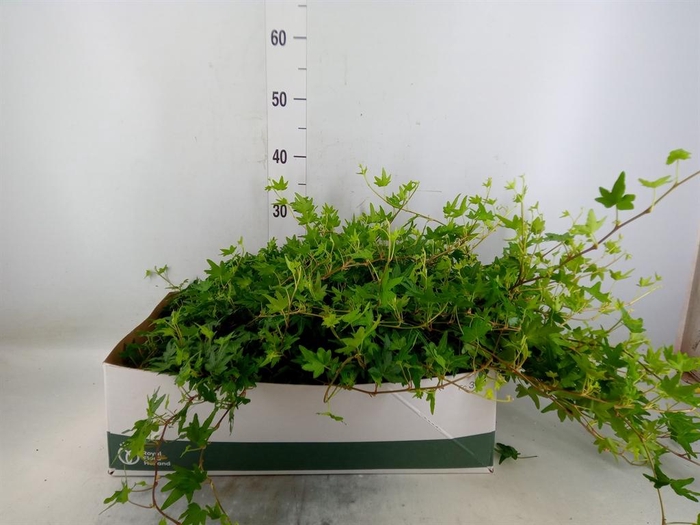 <h4>Hedera helix 'Sjoelle'</h4>