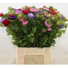 Callistephus Per Bos 50 Cm