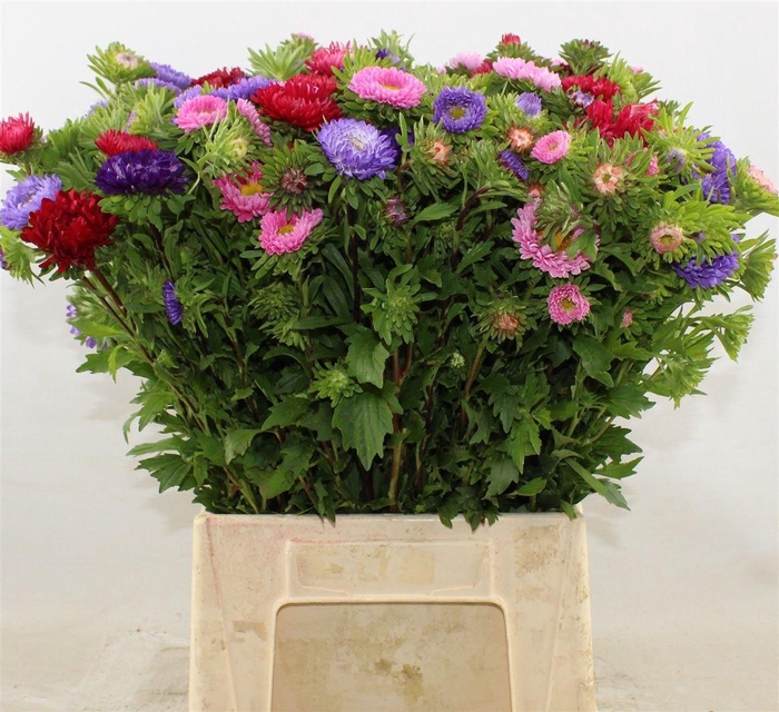 Callistephus Per Bos 50 Cm