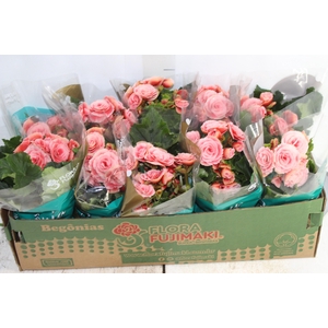 BEGONIA BORIAS P11