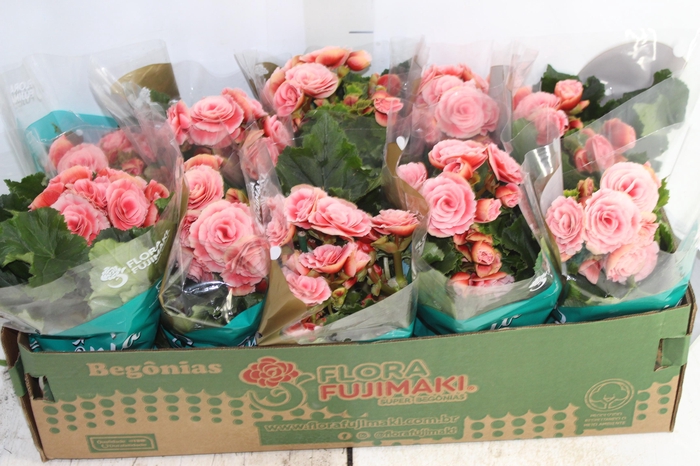 <h4>BEGONIA BORIAS P11</h4>