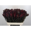 Leucadendron Saf Sunset Dark R.