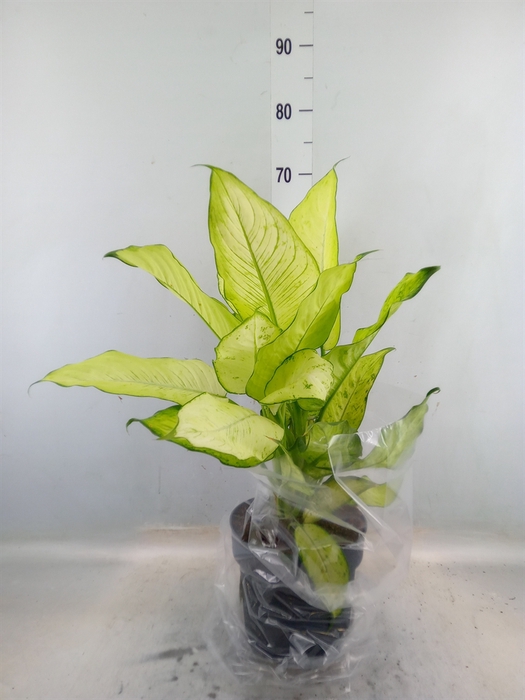 <h4>Dieffenbachia</h4>