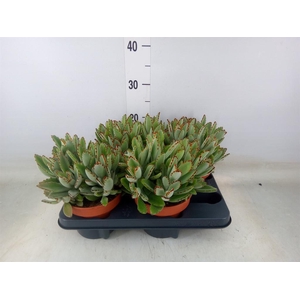 Kalanchoe NF tomentosa