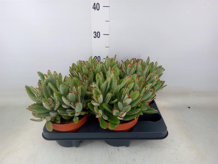 <h4>Kalanchoe NF tomentosa</h4>