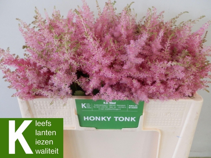 <h4>ASTIL HONKY TONK</h4>