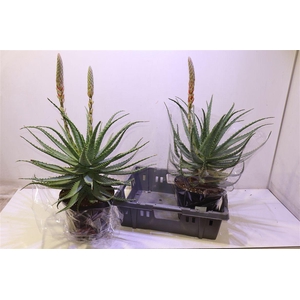 Aloe Arborescens
