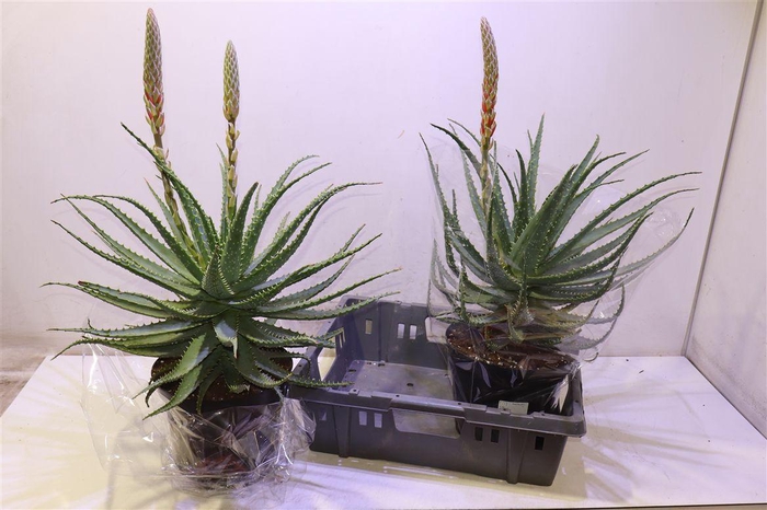 <h4>arr8 Aloe Arborescens</h4>