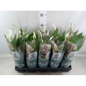 Spathiphyllum  'Torelli'