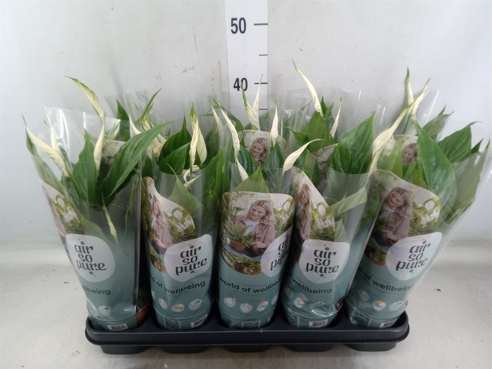 <h4>Spathiphyllum  'Torelli'</h4>