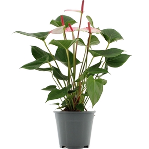 Anthurium Amalia Elegance in transparant sleeve