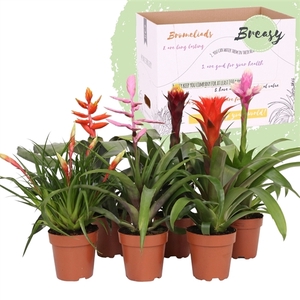 Bromelia Royal Green