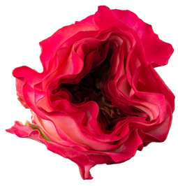 <h4>R Gr Enchantment Bicolor Pink 50cm EC</h4>