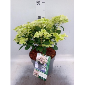 Hydrangea pan.