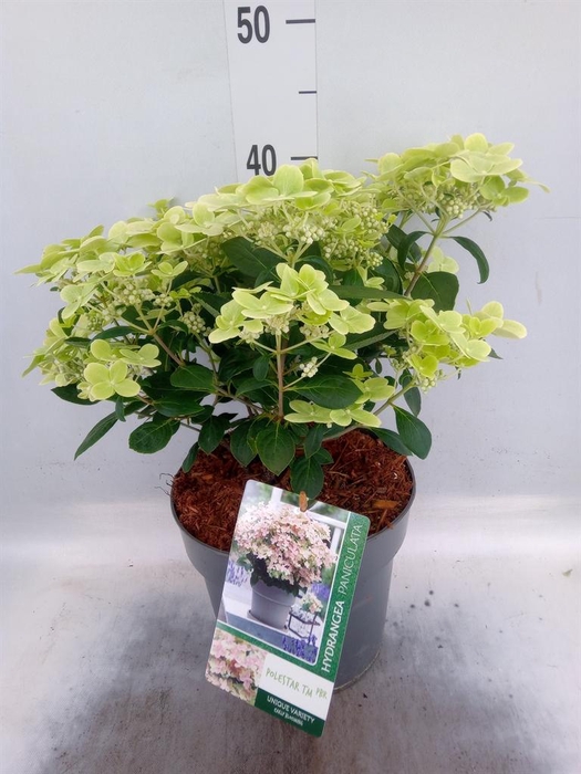 <h4>Hydrangea pan.</h4>