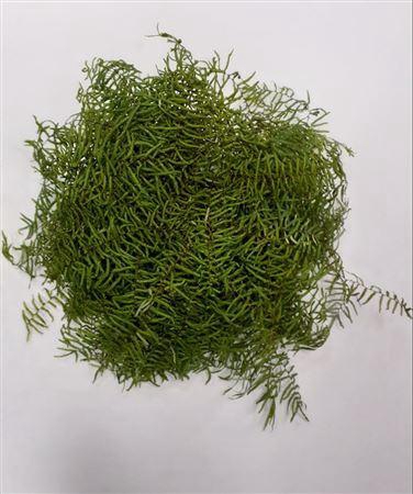 <h4>Koraal Bunch</h4>