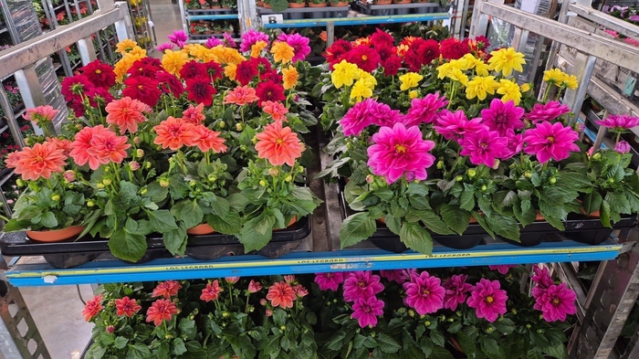 <h4>DAHLIA ROYAL GEM</h4>