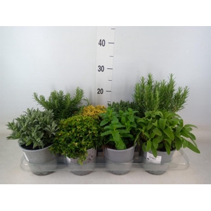 Tuinkruiden   ...mix