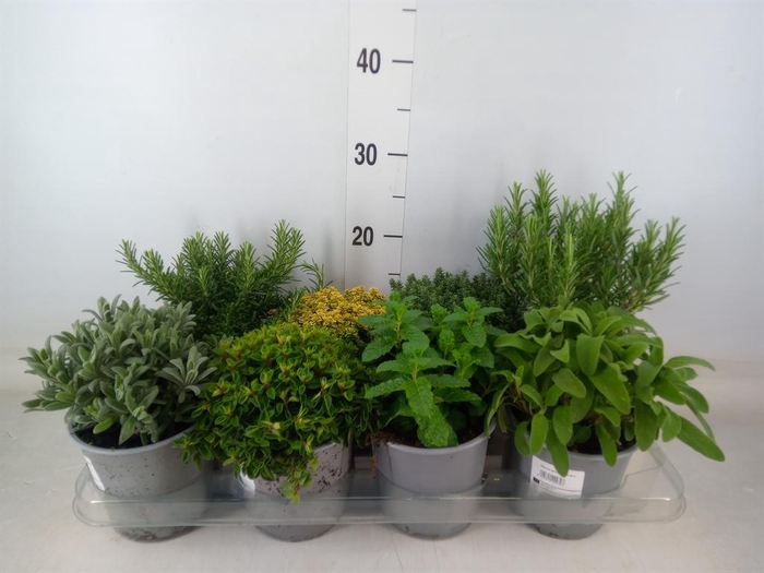 <h4>Tuinkruiden   ...mix</h4>